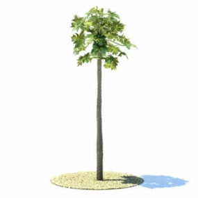Carica Papaya Tree דגם תלת מימד