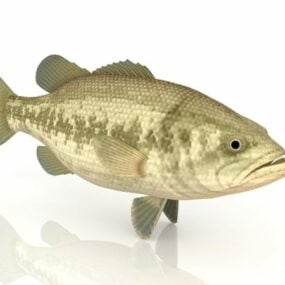 Animal Carp Fish 3d model