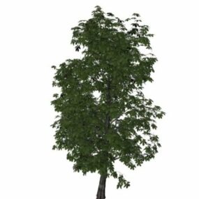 Castanea Sativa Baum 3D-Modell
