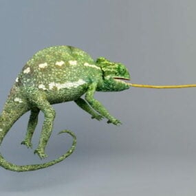 Chameleon 3d model
