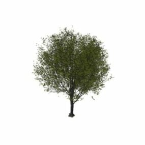 3D model třešně