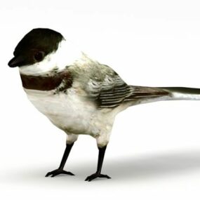 Mésange sauvage oiseau animal modèle 3D