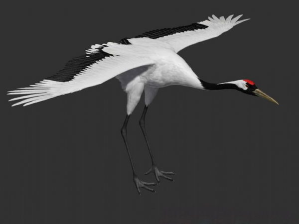 Chinese Red Crowned Crane