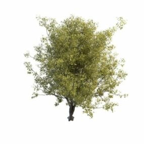 نموذج ثلاثي الأبعاد لشجرة الكرز القزمة الصينية