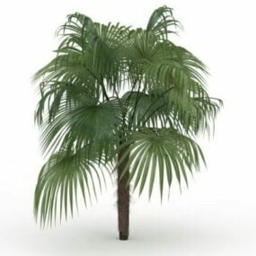 Modello 3d della palma cinese