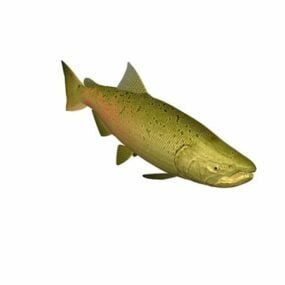 Model 3d Haiwan Ikan Salmon Chinook