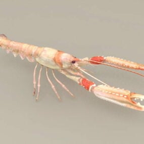Clawed Lobster 3d model