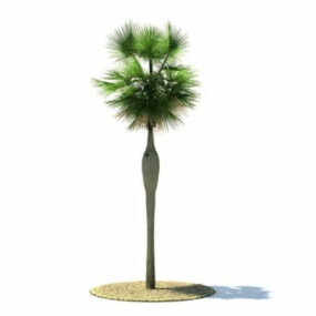Modello 3d dell'albero di Coccothrinax Spissa