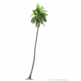 דגם 3D Cocos Nucifera Tree