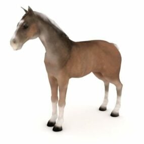 Kolonial spansk hest dyr 3d model