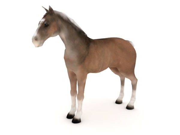 Colonial Spanish Horse Animal