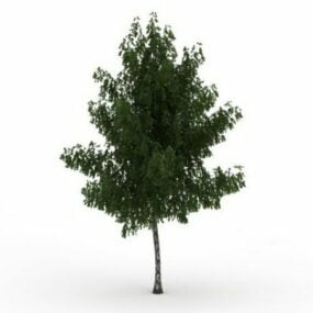 Κοινό Ash Tree τρισδιάστατο μοντέλο