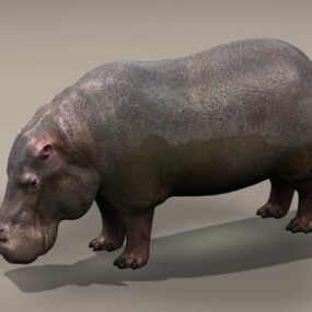 Tavallinen Hippopotamus 3D-malli
