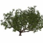 Pohon Pir Biasa