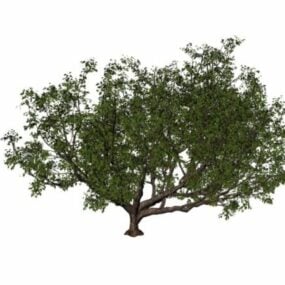 Gemeenschappelijke perenboom 3D-model