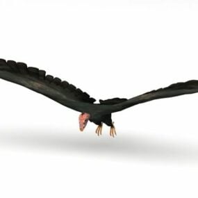 3D model zvířete Condor Bird