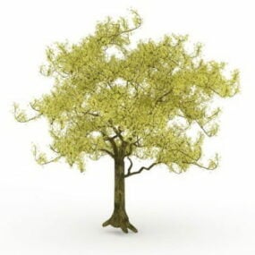 Conifère arbre à feuilles persistantes modèle 3D