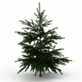 Conifer Fir Tree 3d-modell