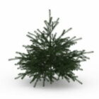 Conifer Pine Tree