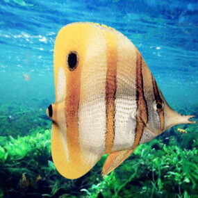 Copperband Butterflyfish 3d 모델