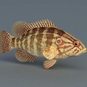 Coreoperca Fish 3d model