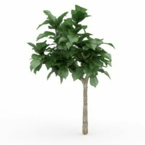 Maïsstal Dracaena Plant 3D-model