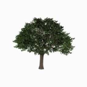 Múnla Cypress Tree 3d saor in aisce
