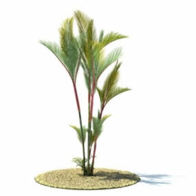 Cyrtostachys Renda Tree 3d model