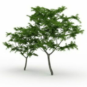 Dawn Redwood Tree 3d model