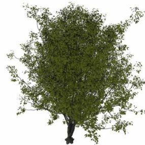 نموذج الشجرة المتساقطة ثلاثي الأبعاد