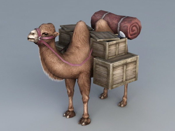 Camello de viaje por el desierto