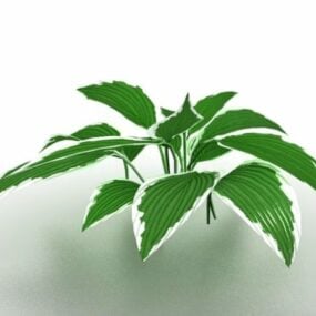 ディーフェンバキア観葉植物3Dモデル