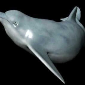 Model 3D delfina
