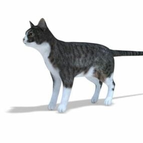Domácí kočka zvíře 3D model