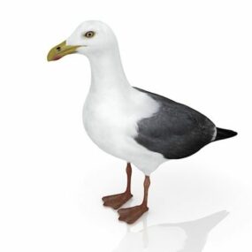 Model 3D zwierzęcia kaczki Drake'a