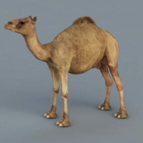 Modelo 3d de camelo dromedário