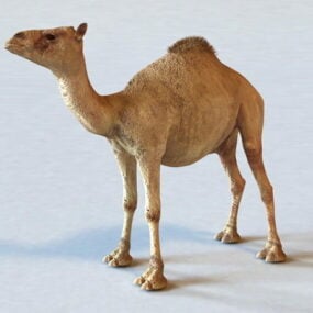 Modelo 3d de camelo dromedário