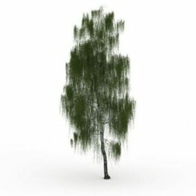 Drooping Willow Tree 3d model