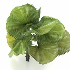 3D model trpasličí palmy Areca