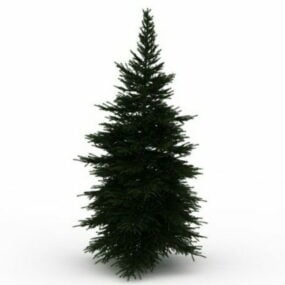 Dwarf Pine Tree 3d model