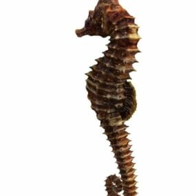 Zwerg-Seepferdchen-Tier-3D-Modell