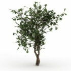 Dwarf Tree For Landscaping