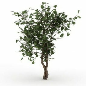 Dwarf Tree For Landscaping 3d model