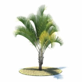 Dypsis Decaryi Tree 3d-modell