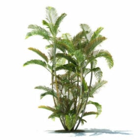 Dypsis Lutescens Tree 3d-modell