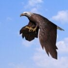 Eagle Gliding Animation