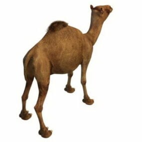 3д модель египетского верблюда