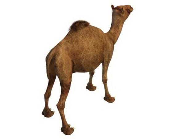 Egyptian Camel Animal