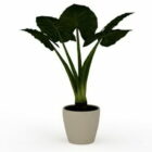 Elephant Ear Plant In Container