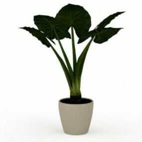Elephant Ear Plant In Container 3d model